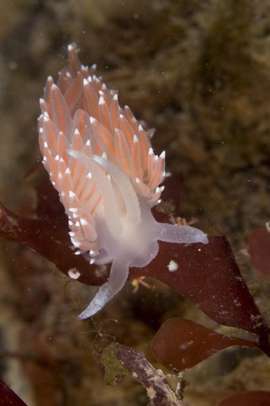 Nacktschnecke (Bild von Marion Haarsma)